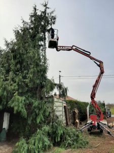 bomen verwijderen snoeien Sven Hendrikx